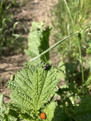 Irbisia californica