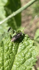 Irbisia californica