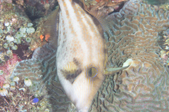 Cantherhines pardalis