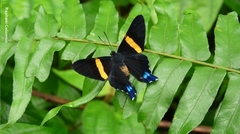 Ancyluris inca