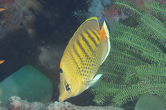Chaetodon punctatofasciatus