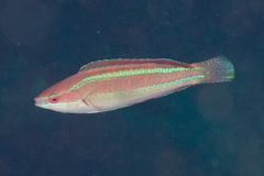 Cirrhilabrus temminckii