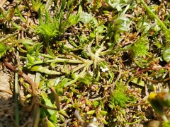 Plagiobothrys humistratus