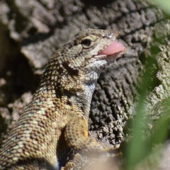 Western Fence Lizard