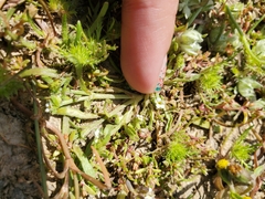 Plagiobothrys humistratus
