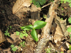 Trillium grandiflorum