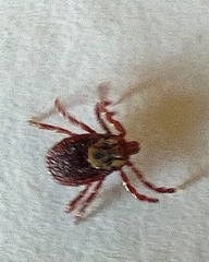 Dermacentor andersoni