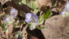 Phacelia curvipes