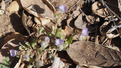 Phacelia curvipes
