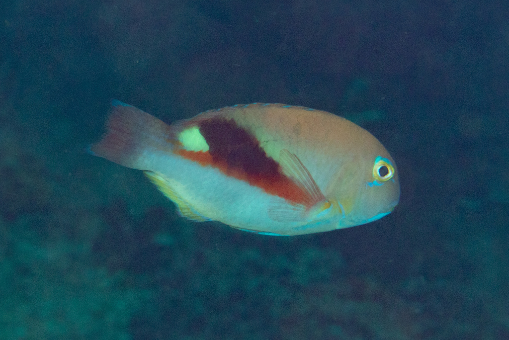 Purple Eyebrowed Tuskfish
