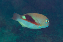 Choerodon zamboangae