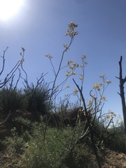 Ehrendorferia chrysantha