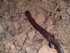 Plethodon richmondi