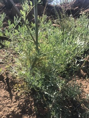 Ehrendorferia chrysantha