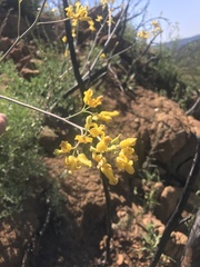 Ehrendorferia chrysantha