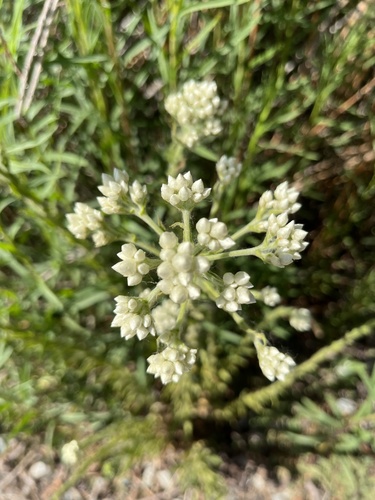 iNaturalist observation photo of California cudweed