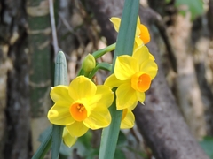 Narcissus assoanus