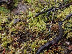 Philonotis capillaris