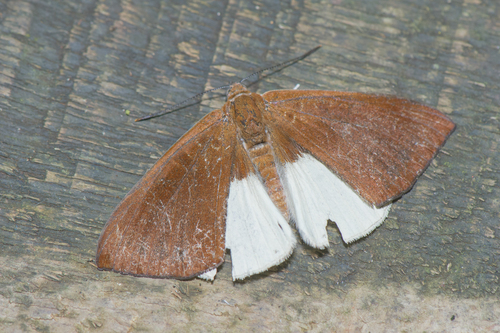 Synargis ethelinda