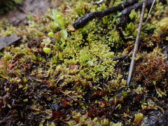 Philonotis capillaris