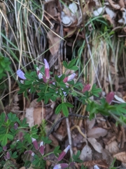 Chamaecytisus purpureus