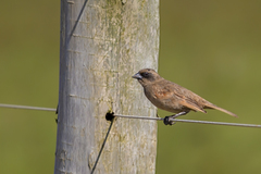 Agelaioides fringillarius