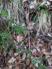 Chamaecytisus purpureus