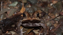 Incilius leucomyos