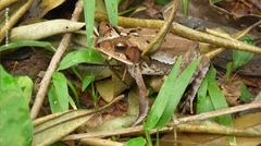 Incilius leucomyos