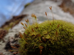 Ulota obtusiuscula