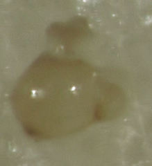 Ptinella ferruginea