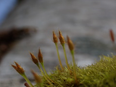 Ulota obtusiuscula