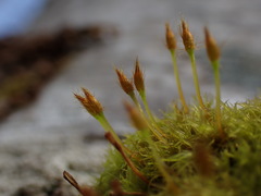 Ulota obtusiuscula