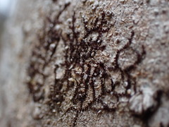 Frullania bolanderi