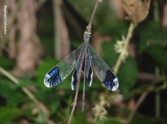 Megaloprepus diaboli