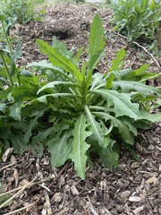 Lactuca serriola