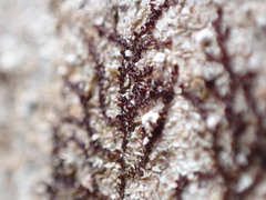 Frullania bolanderi