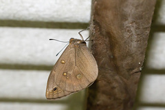 Brassolis sophorae