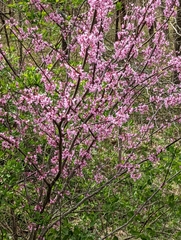 Cercis canadensis
