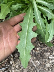 Lactuca serriola
