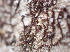 Frullania bolanderi