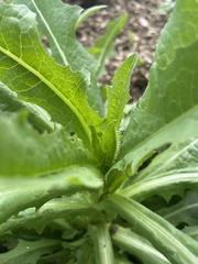 Lactuca serriola