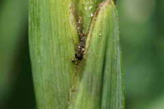 Chaetochlorops inquilinus