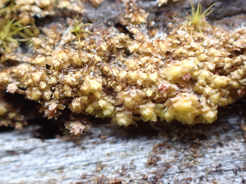 Image of Scapania umbrosa by no rights reserved