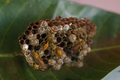 Mischocyttarus bahiae