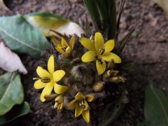 Molineria capitulata