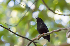 Chiroxiphia pareola