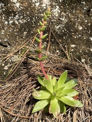 Dudleya caespitosa