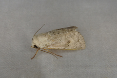 Proteuxoa petrodora