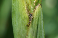 Chaetochlorops inquilinus